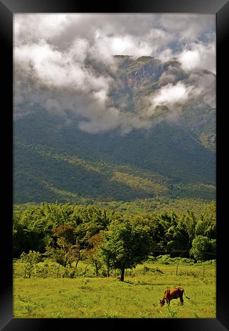 The Nilgiris from Mavanalla Framed Print by Norwyn Cole