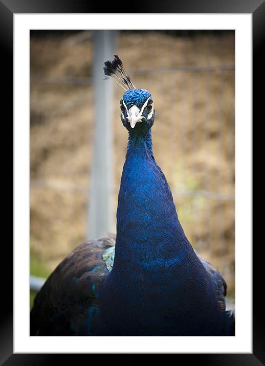 Peacock Framed Mounted Print by Hayley Newton
