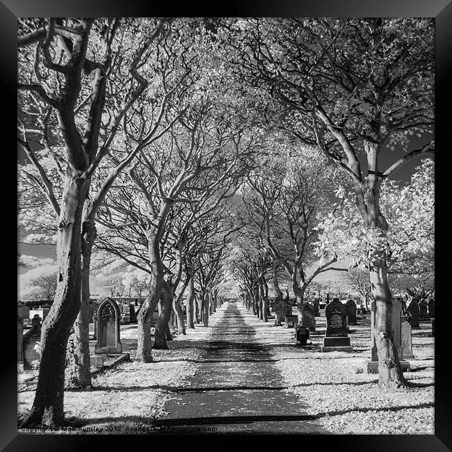 Cemetery path. Framed Print by Mark Aynsley