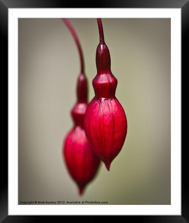 Fuchsia buds. Framed Mounted Print by Mark Aynsley