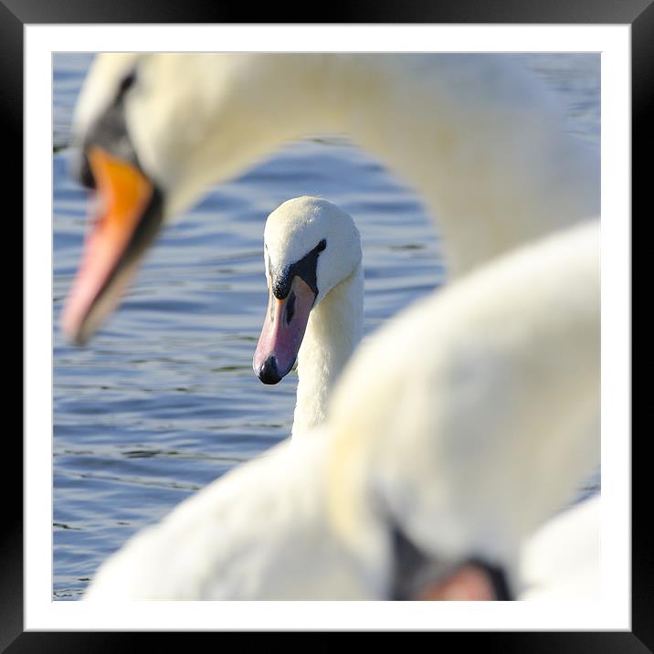 summer swans Framed Mounted Print by Paul Nichols