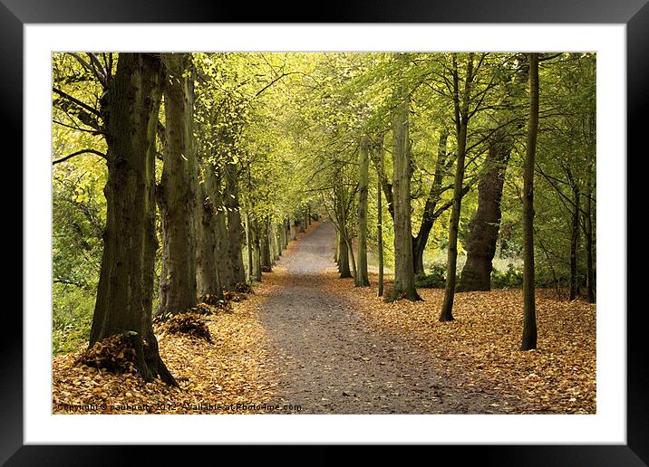 Lime Tree Avenue Framed Mounted Print by paul petty
