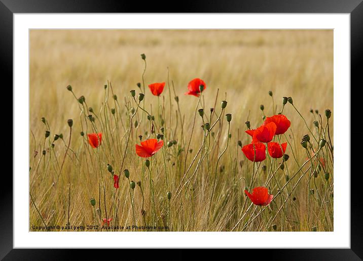 Poppies Framed Mounted Print by paul petty
