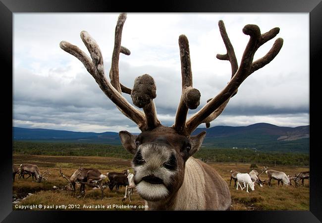 Reindeer Close-Up! Framed Print by paul petty