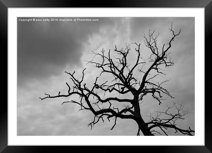  dead tree Framed Mounted Print by paul petty