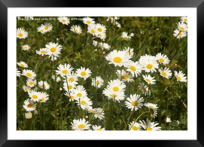 daisies Framed Mounted Print by paul petty