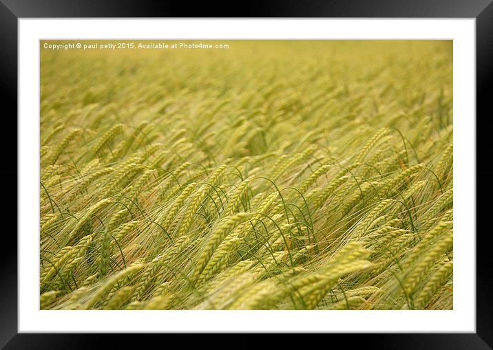 wheat Framed Mounted Print by paul petty