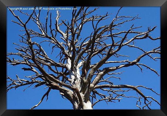 dead tree blue sky Framed Print by paul petty