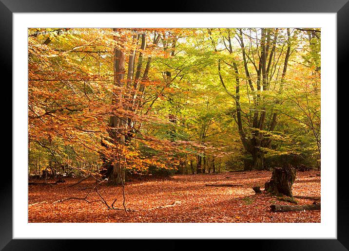  Epping Forest Autumn 4 Framed Mounted Print by paul petty