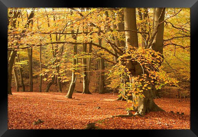  Epping Forest Autumn 8 Framed Print by paul petty
