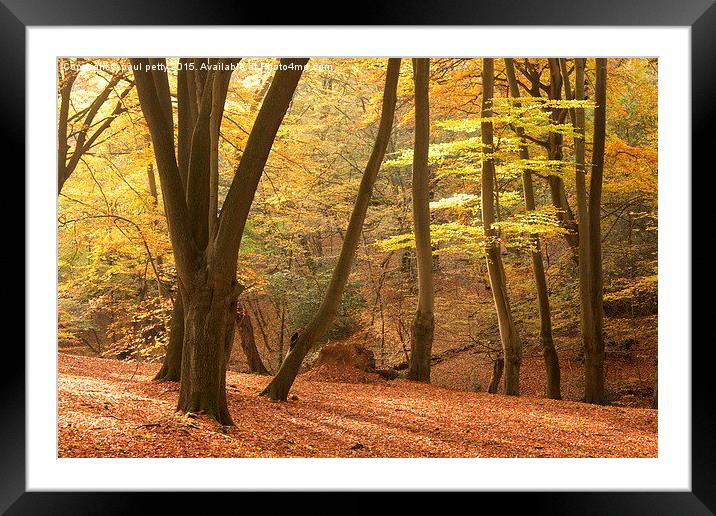 Epping Forest Autumn 9 Framed Mounted Print by paul petty