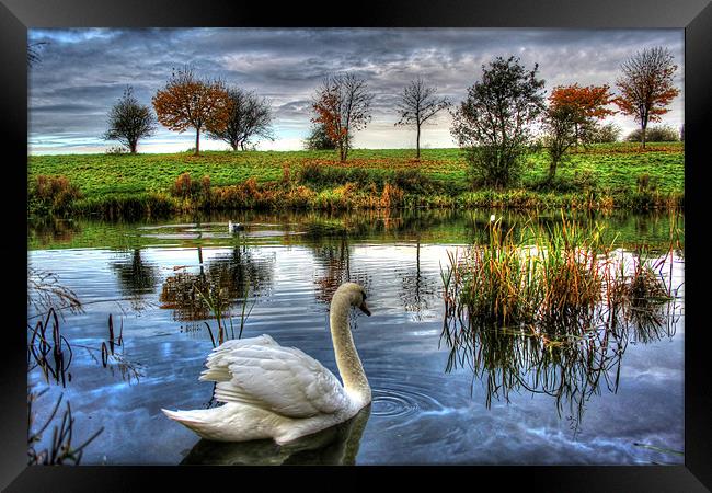 Lonely swan Framed Print by Catherine Davies