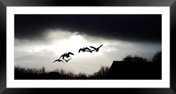 The squadron, flying birds Framed Mounted Print by Catherine Davies