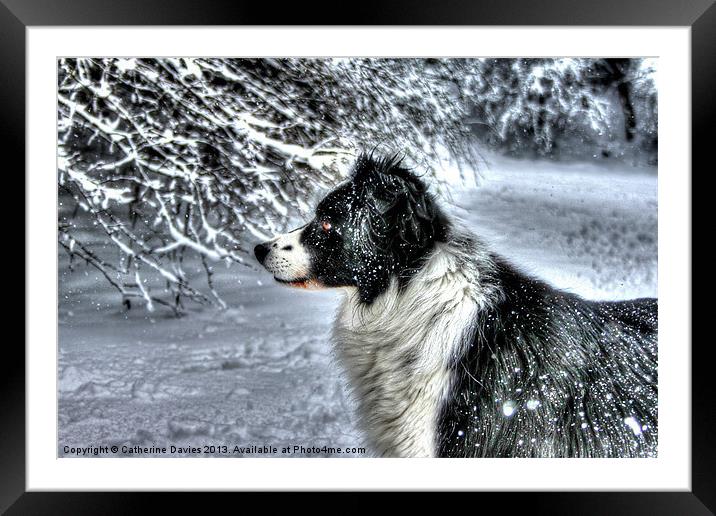 Boarder Collie, dog Framed Mounted Print by Catherine Davies