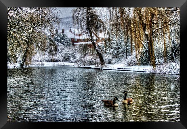 Winter on the pond Framed Print by Catherine Davies