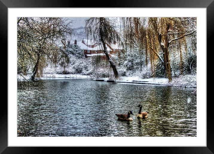 Winter on the pond Framed Mounted Print by Catherine Davies