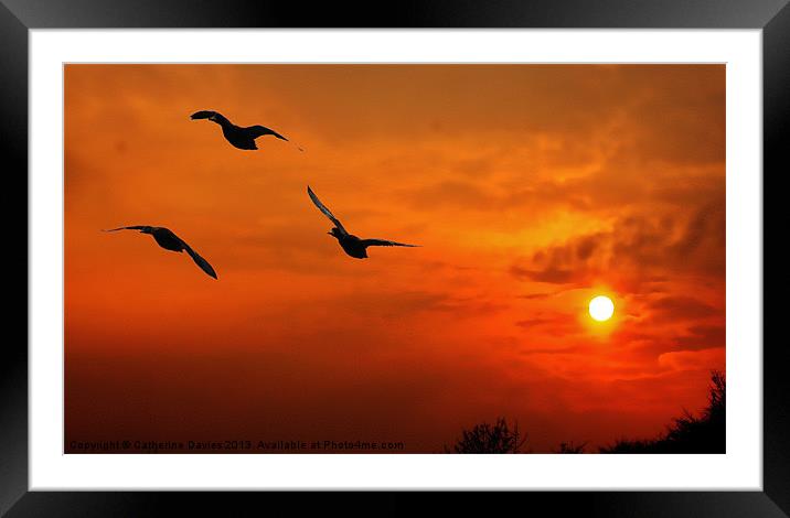Marmalade skies,duck sunset Framed Mounted Print by Catherine Davies