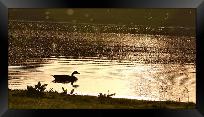 Duck reflection on pond Framed Print by Shaun Cope