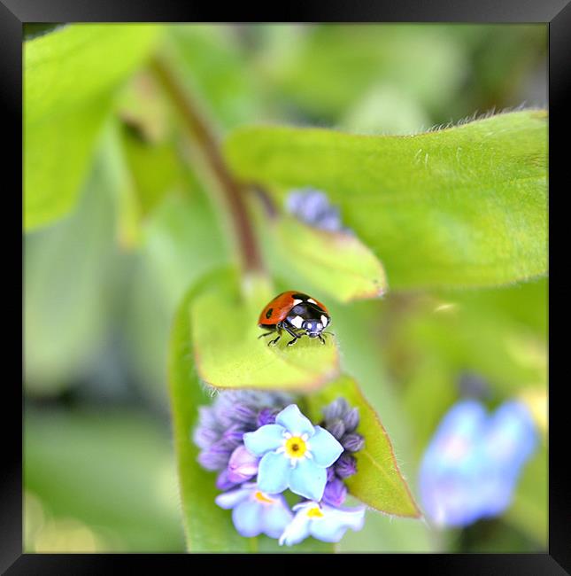Ladybird on Flower Framed Print by Shaun Cope