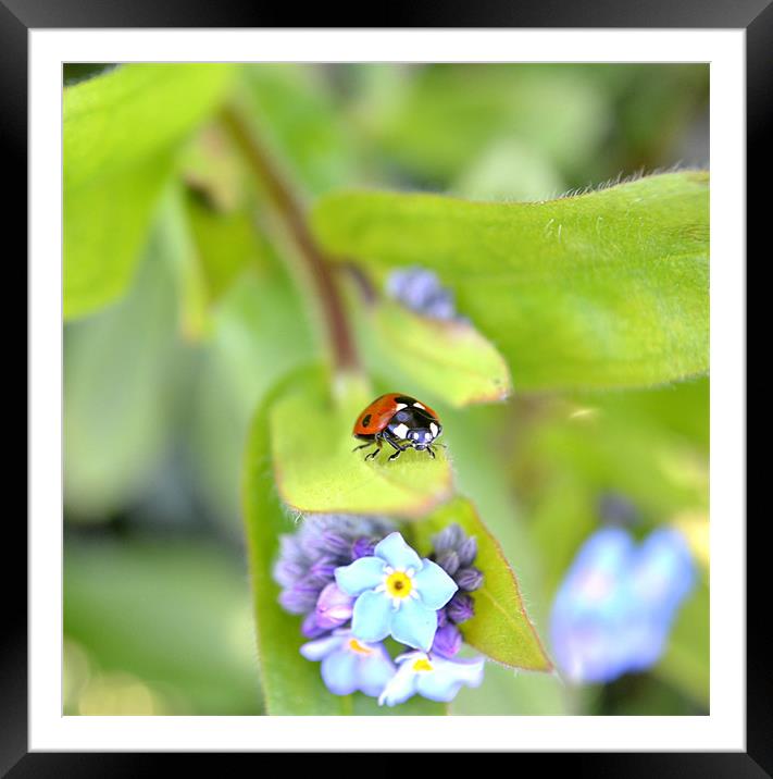 Ladybird on Flower Framed Mounted Print by Shaun Cope