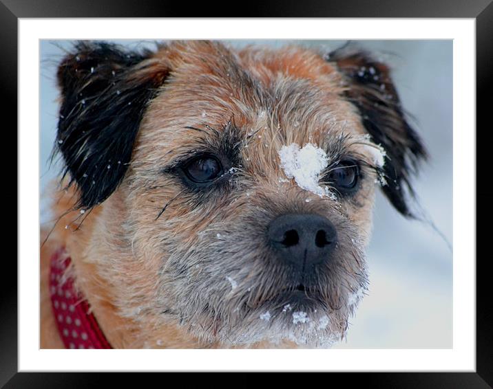 Border terrier snow Framed Mounted Print by Shaun Cope