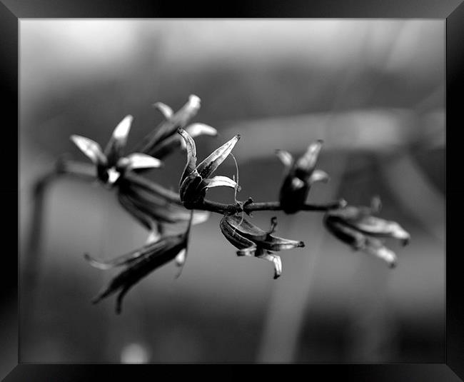 Black and White Plant Framed Print by Shaun Cope