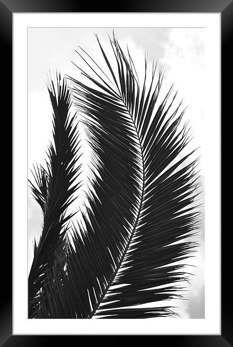 Black and White Leaf Framed Mounted Print by Shaun Cope