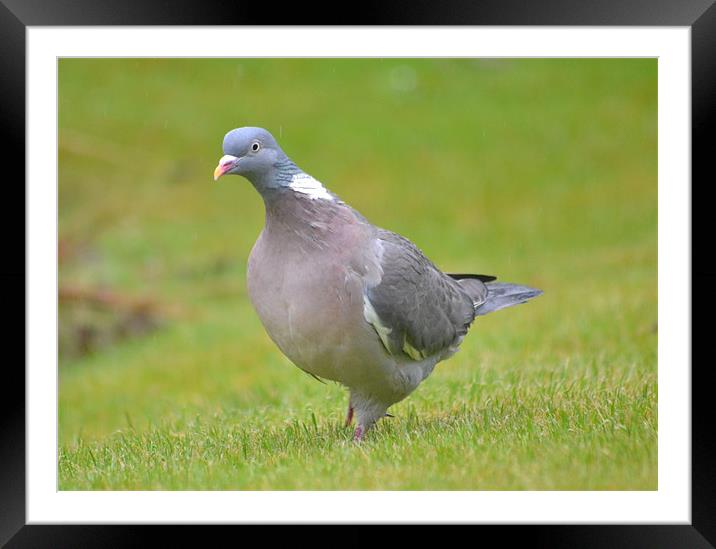 Great British Pigeon Framed Mounted Print by Shaun Cope