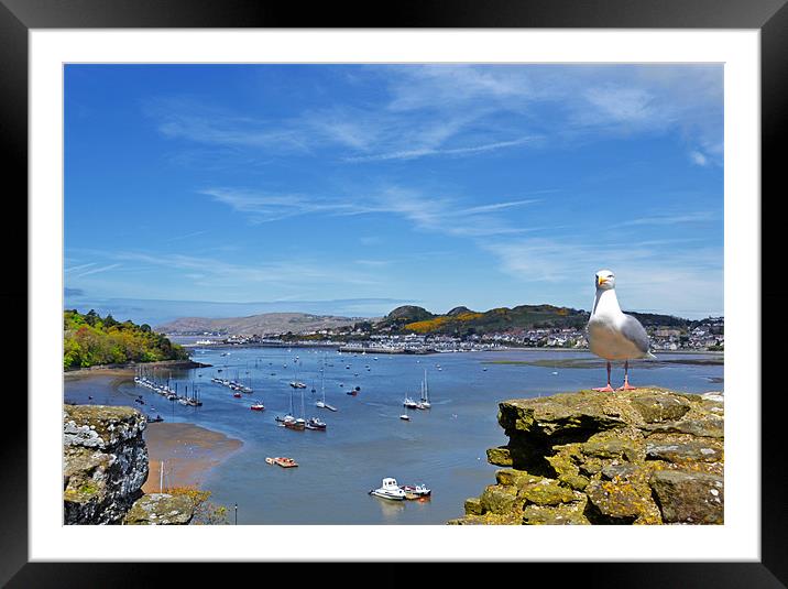 Seagull sea landscape Framed Mounted Print by Shaun Cope