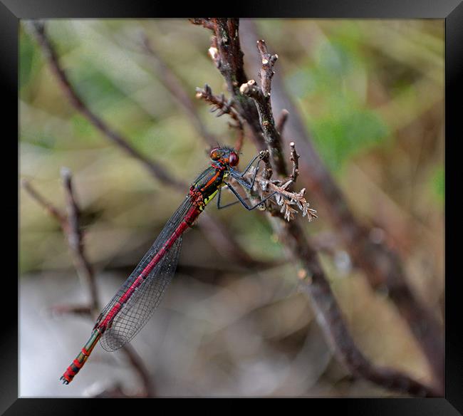 Large Red Damselfly Framed Print by Shaun Cope