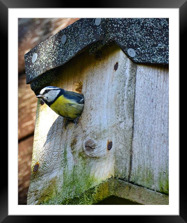 Bluetit Framed Mounted Print by Shaun Cope