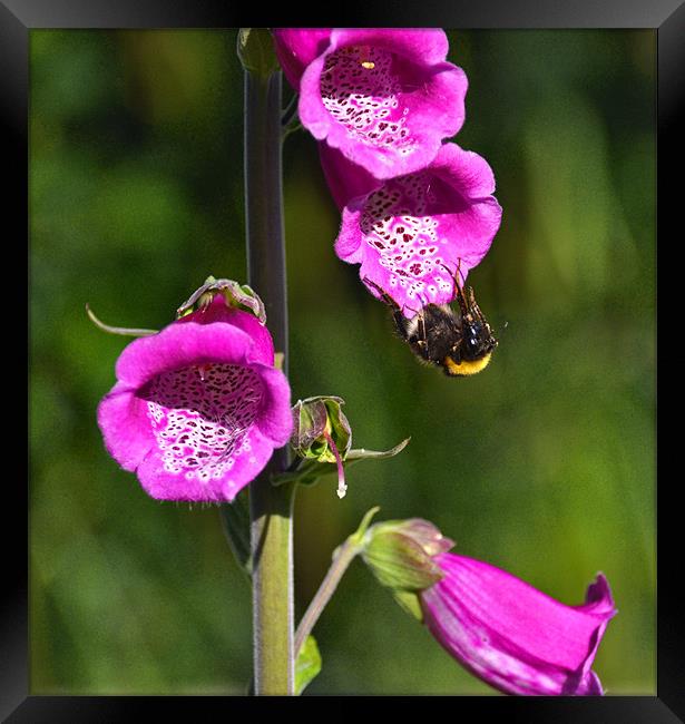 Bumble bee Framed Print by Shaun Cope