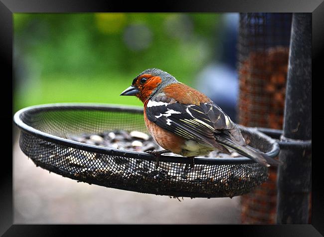 Common Chaffinch Framed Print by Shaun Cope