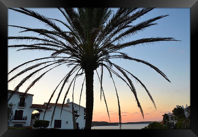 Sunset Palm Framed Print by Shaun Cope