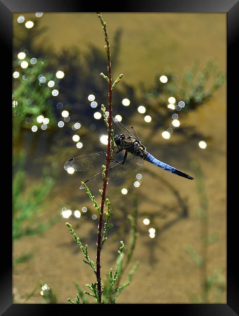 Blue Dragonfly Framed Print by Shaun Cope