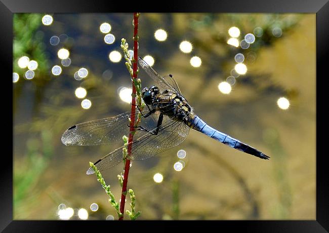 Dragonfly Closeup Framed Print by Shaun Cope