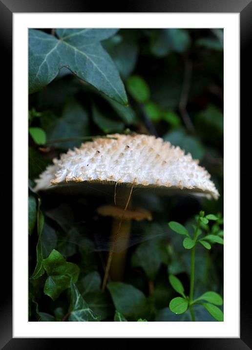 Toadstool Framed Mounted Print by Shaun Cope