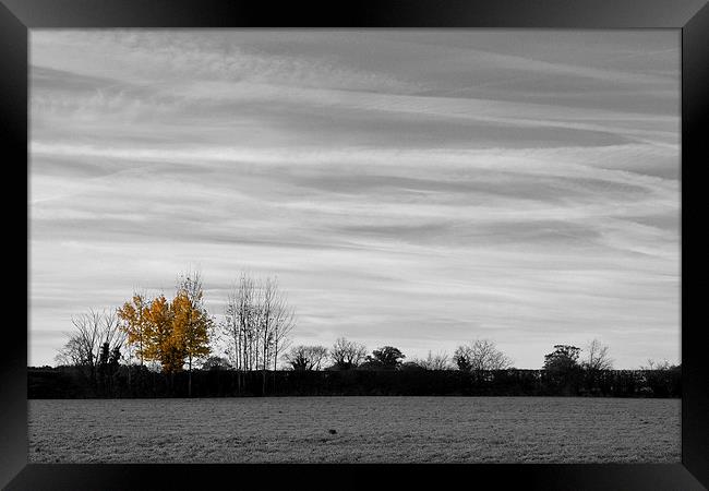 Autumn Yellow Tree Framed Print by Shaun Cope