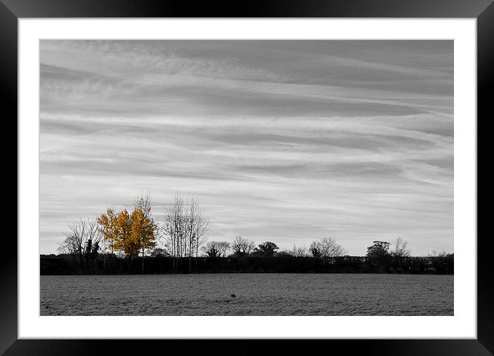 Autumn Yellow Tree Framed Mounted Print by Shaun Cope