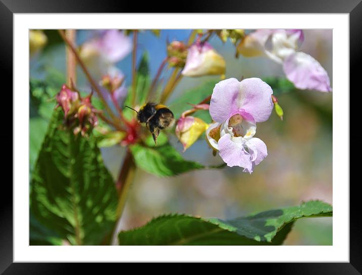 Bumble Bee Flying Framed Mounted Print by Shaun Cope