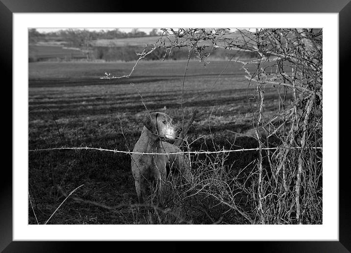 Hunting Hound Framed Mounted Print by Shaun Cope