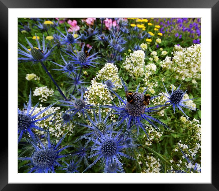  Eryngium Superbum Framed Mounted Print by Shaun Cope