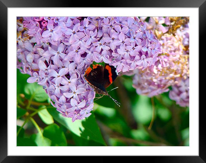 Butterfly Framed Mounted Print by Beth Mishata