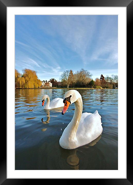 River Thames Swans Framed Mounted Print by Mick Vogel