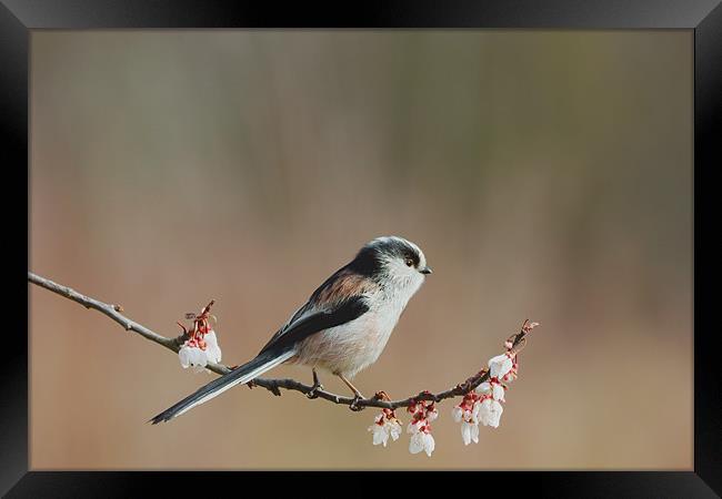 Longtail Tit and Blossom Framed Print by Mick Vogel