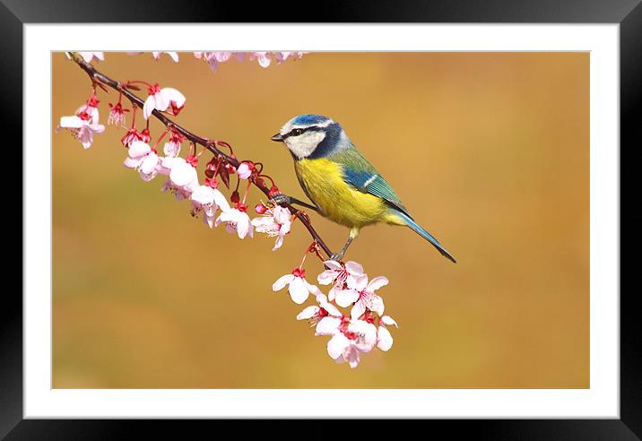 Blue Tit on Spring Blossom Framed Mounted Print by Mick Vogel