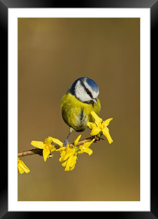 Blue Tit on yellow flower Framed Mounted Print by Mick Vogel