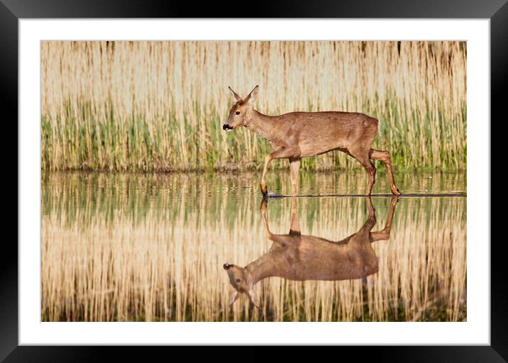 Roe Deer Reflection Framed Mounted Print by Mick Vogel
