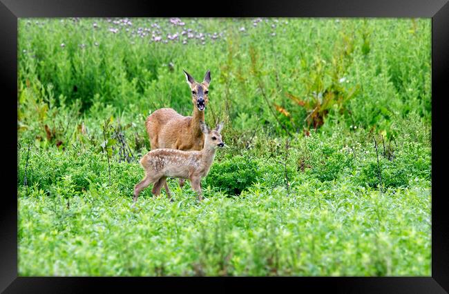 Roe Deer With Fawn Framed Print by Mick Vogel