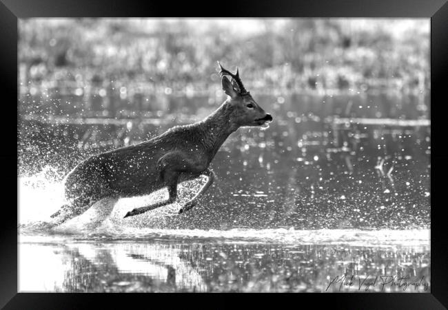 Roe Deer Running Through Water Framed Print by Mick Vogel